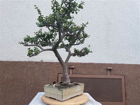bonsai ebay kleinanzeigen solitär.